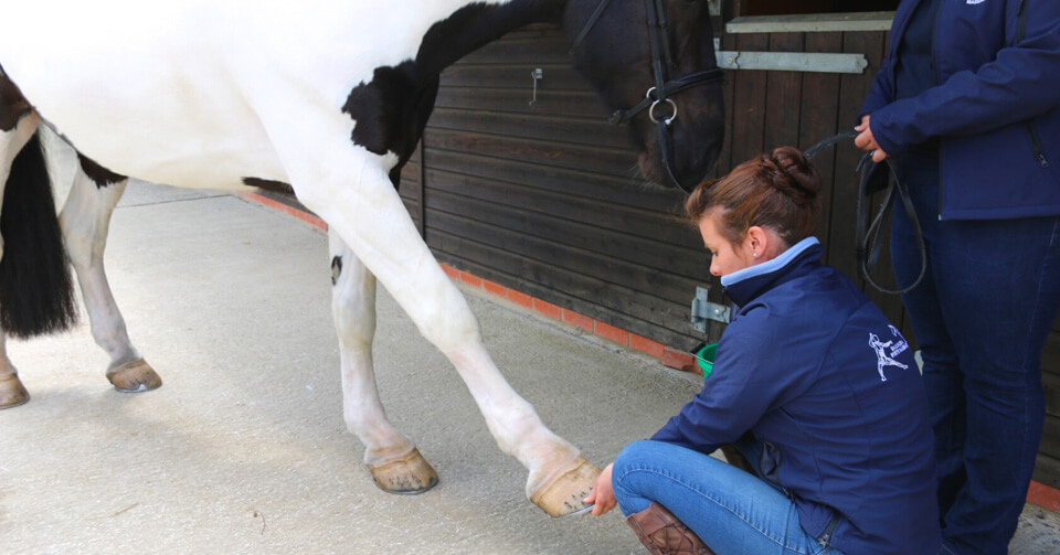 Evaluating a horse